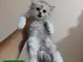 Safkan british shorthair yavrular