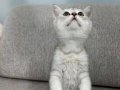 Safkan british shorthair yavrular