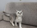 Safkan british shorthair yavrular
