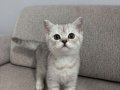 Safkan british shorthair yavrular