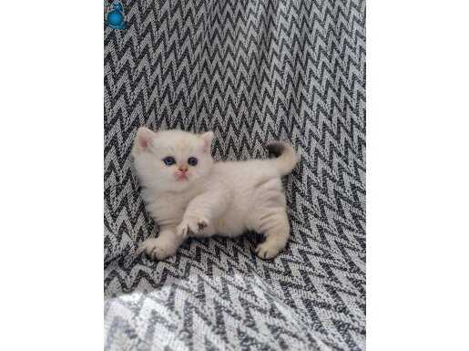 Scottish straight shorthair dişi 