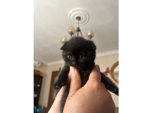 Siyah erkek kedimi 