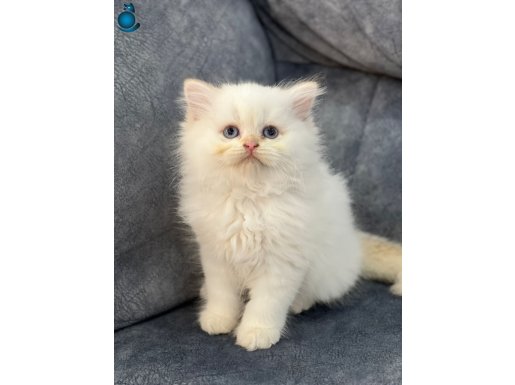Maviş Oyuncu Golden Point Erkek Longhair