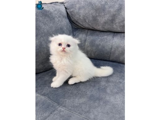 Maviş Scotish Longhair Oyuncu Erkek 