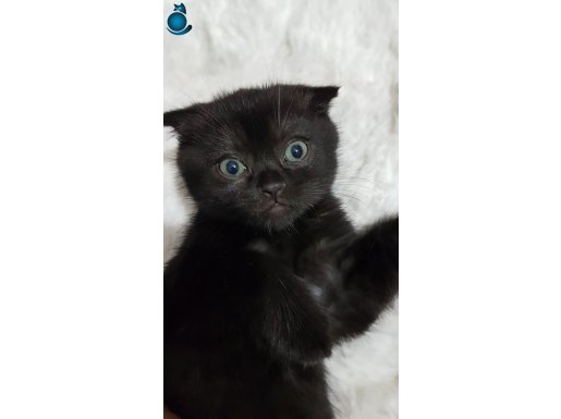 Top Kafa Oyuncu Zeytin Kızımız 