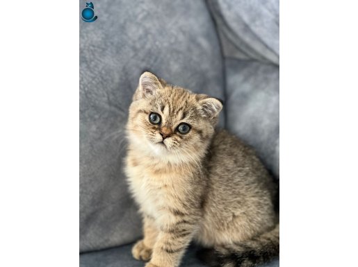 Golden Tabby Oyuncu Uyksal Erkek