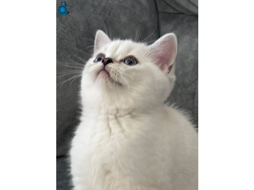 Anne Altından Maviş Erkek Oyuncu 