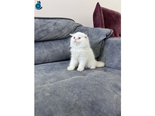 Maviş Longhair Scotish Fold Oyuncu Erkek