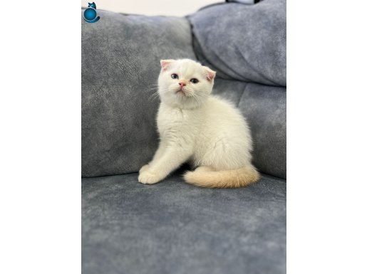 Scotish Fold Maviş Golden Point Asil Erkek