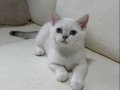 Maviş Kızımız British Shorthair Silver Point 