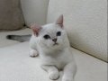 Maviş Kızımız British Shorthair Silver Point 