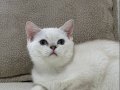Maviş Kızımız British Shorthair Silver Point 