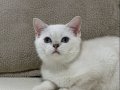 Maviş Kızımız British Shorthair Silver Point 