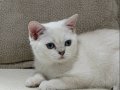 Maviş Kızımız British Shorthair Silver Point 