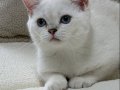 Maviş Kızımız British Shorthair Silver Point 