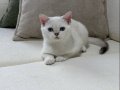 Maviş Kızımız British Shorthair Silver Point 
