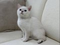 Maviş Kızımız British Shorthair Silver Point 