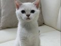 Maviş Kızımız British Shorthair Silver Point 