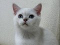 Maviş Kızımız British Shorthair Silver Point 