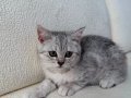 oyuncu tabby dişi 2 aylık anne altından 