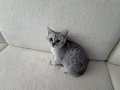 oyuncu tabby dişi 2 aylık anne altından 
