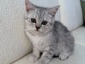 oyuncu tabby dişi 2 aylık anne altından 