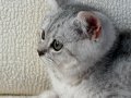 oyuncu tabby dişi 2 aylık anne altından 