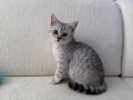 oyuncu tabby dişi 2 aylık anne altından 