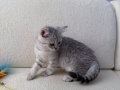 oyuncu tabby dişi 2 aylık anne altından 