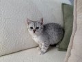 oyuncu tabby dişi 2 aylık anne altından 