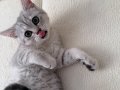 oyuncu tabby dişi 2 aylık anne altından 