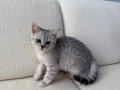 oyuncu tabby dişi 2 aylık anne altından 
