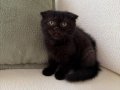 Black Zeytin Sıfır Kulak Jaguar Kızımız 2 aylık 