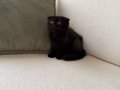 Black Zeytin Sıfır Kulak Jaguar Kızımız 2 aylık 