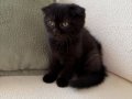 Black Zeytin Sıfır Kulak Jaguar Kızımız 2 aylık 