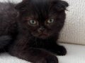Black Zeytin Sıfır Kulak Jaguar Kızımız 2 aylık 