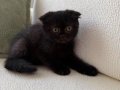 Black Zeytin Sıfır Kulak Jaguar Kızımız 2 aylık 