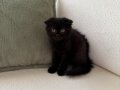 Black Zeytin Sıfır Kulak Jaguar Kızımız 2 aylık 
