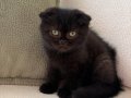 Black Zeytin Sıfır Kulak Jaguar Kızımız 2 aylık 