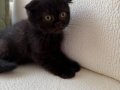 Black Zeytin Sıfır Kulak Jaguar Kızımız 2 aylık 