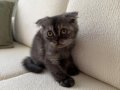 Dişi Fold Uslu Oyuncu Kızımız 