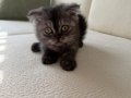Dişi Fold Uslu Oyuncu Kızımız 