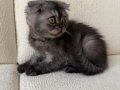 Dişi Fold Uslu Oyuncu Kızımız 