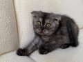 Dişi Fold Uslu Oyuncu Kızımız 