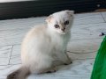 Anne Altından Maviş Erkek NS1133 2 Aylık 