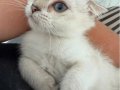 Anne Altından Maviş Erkek NS1133 2 Aylık 