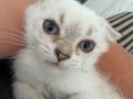 Anne Altından Maviş Erkek NS1133 2 Aylık 