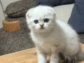 Top Kafa Sıfır Kulak Tosbik Erkek Anne Altından