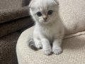 Top Kafa Sıfır Kulak Tosbik Erkek Anne Altından