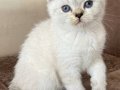 Birbirinden tatlı silver point yavrular